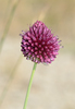 Round-headed Leek - Photo (c) David GENOUD, some rights reserved (CC BY-NC-SA)