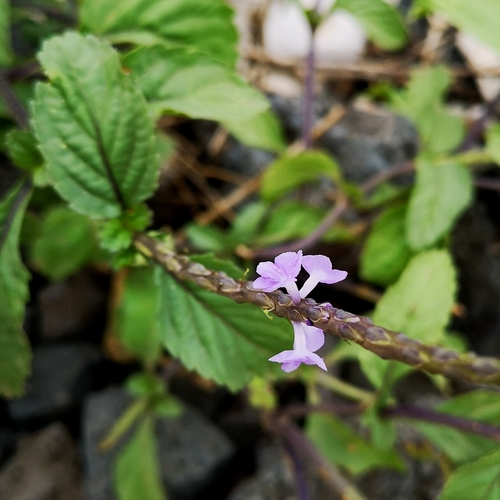 Stachytarpheta cayennensis × jamaicensis