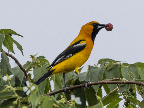 Orange Oriole