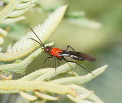 Trilaccus mimeticus