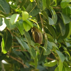 Zosterops xanthochroa