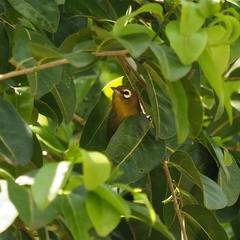 Zosterops xanthochroa