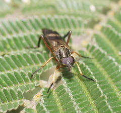 Squamopygia