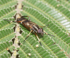 Squamopygia
