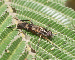Squamopygia