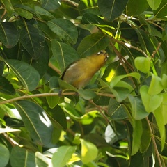 Zosterops xanthochroa