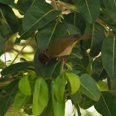 Zosterops xanthochroa