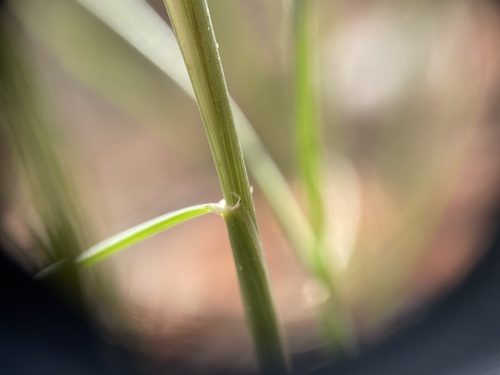 Image of Elymus longifolius by (c) Martin Purdy, some rights reserved (CC BY)