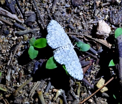 Colocleora proximaria