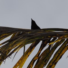 Corvus moneduloides