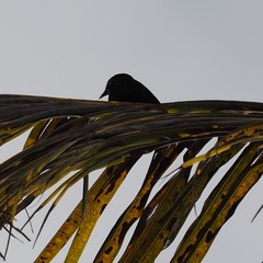 Corvus moneduloides