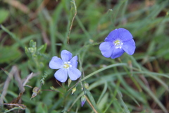 Linum austriacum