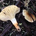 Hygrophorus boyeri - Photo (c) Damon Tighe, some rights reserved (CC BY-NC), uploaded by Damon Tighe
