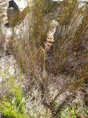 Dipcadi brevifolium