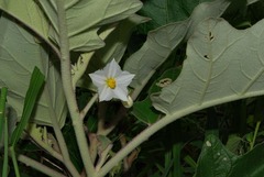 Solanum lichtensteinii