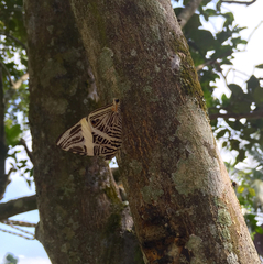 Colobura dirce dirce