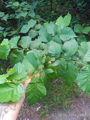 Ulmus ×hollandica