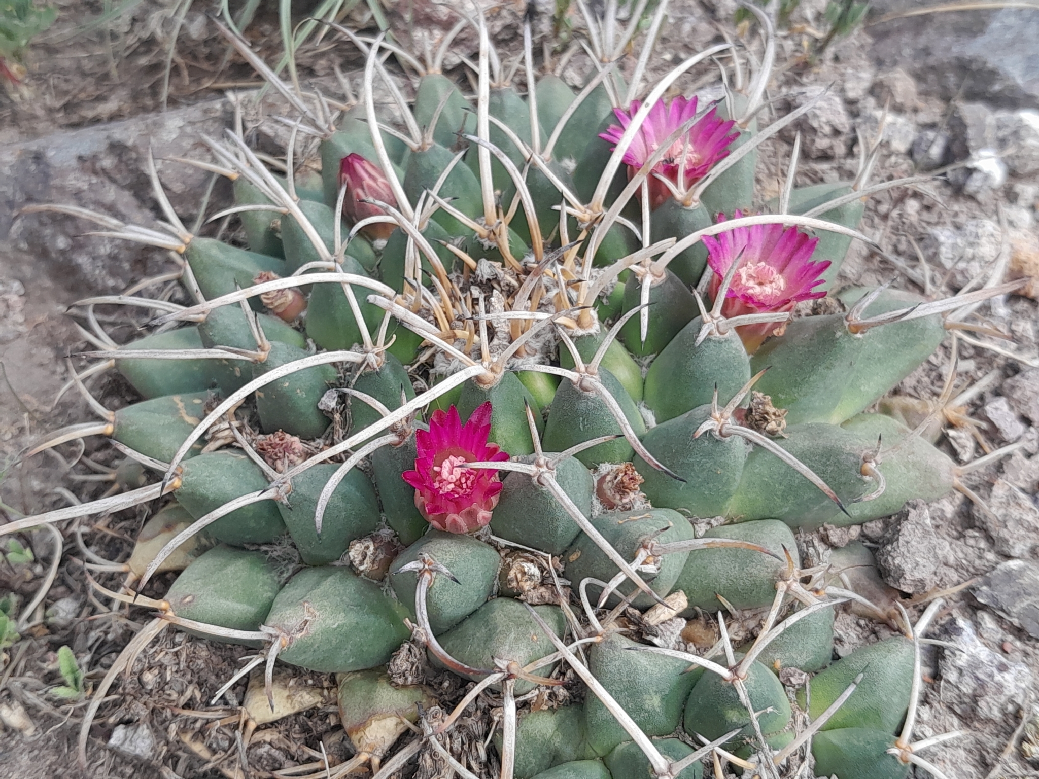 Mexican pincushion cactus (Mammillaria magnimamma)  iNaturalist