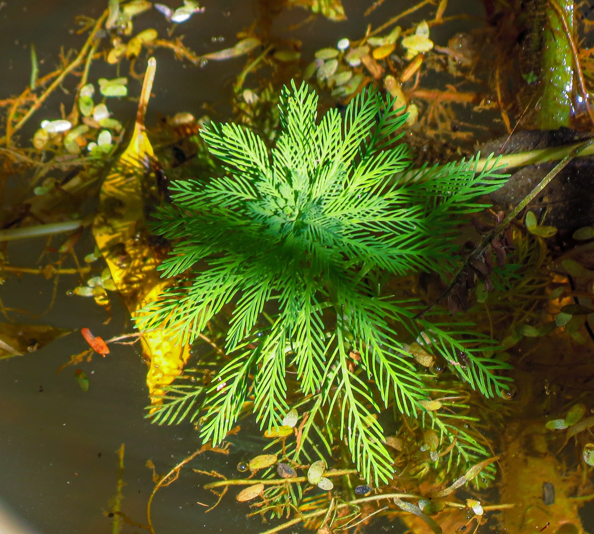 Myriophyllum aquaticum