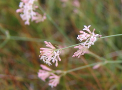 Asperula cynanchica