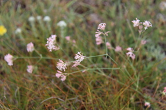 Asperula cynanchica