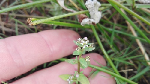 Threadstem Lobelia (Lobelia filicaulis)