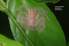 Heteropoda davidbowie