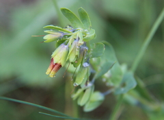 Cerinthe glabra