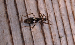 Reduviinae