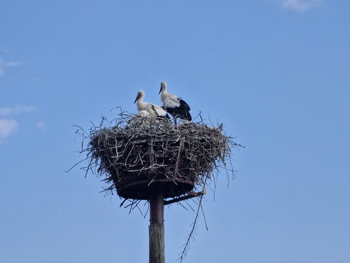 Cigogne blanche, jeune