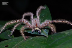Heteropoda davidbowie