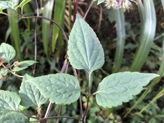 Clematis lasiandra