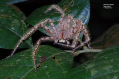 Heteropoda davidbowie