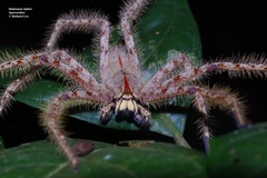 Heteropoda davidbowie