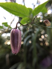 Clematis lasiandra