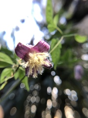 Clematis lasiandra