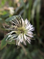Clematis lasiandra