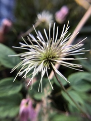 Clematis lasiandra
