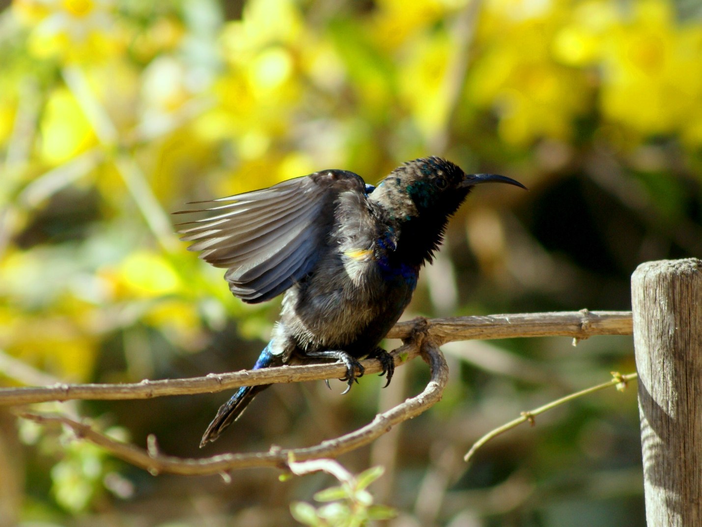 Palestine Sunbird illustration