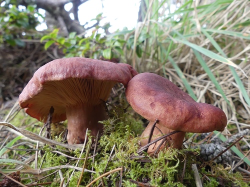 Rufous Milkcap