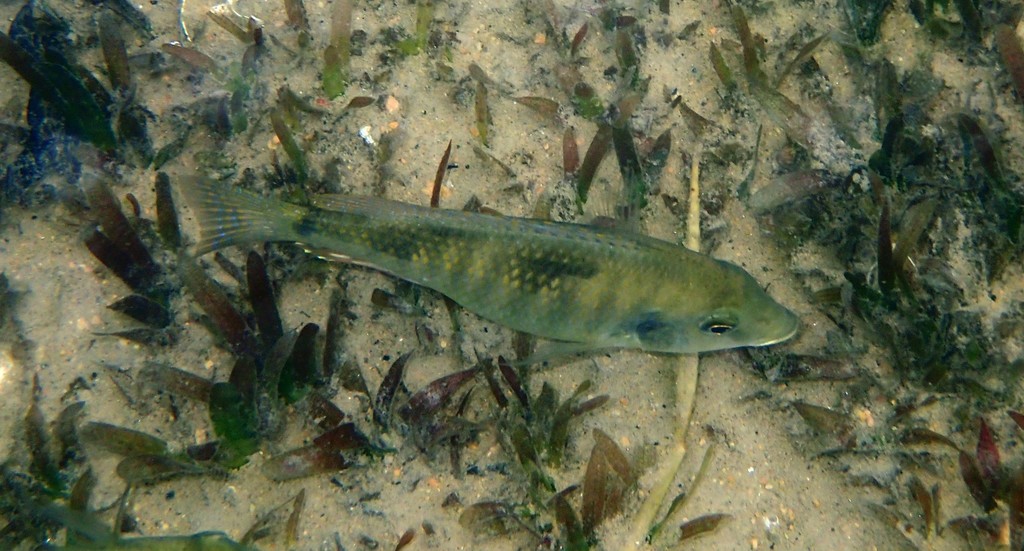 Sharpnose cichlid (Hemitilapia oxyrhyncha) — Cichlidae