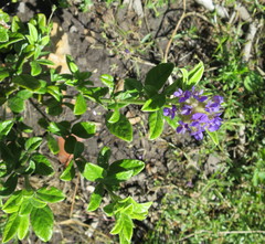 Psoralea sericea