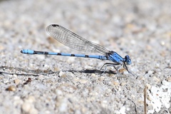 Argia agrioides