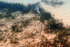 Fossorochromis rostratus