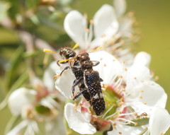 Scrobiger splendidus