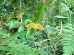 Endocrossis caldusalis