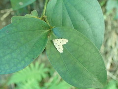 Metaemene atrigutta maculata