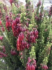 Erica monadelphia