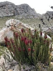 Erica monadelphia