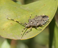 Alcaeus varicornis